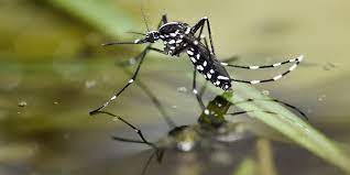 Mosquitoes Pest Control in Delhi